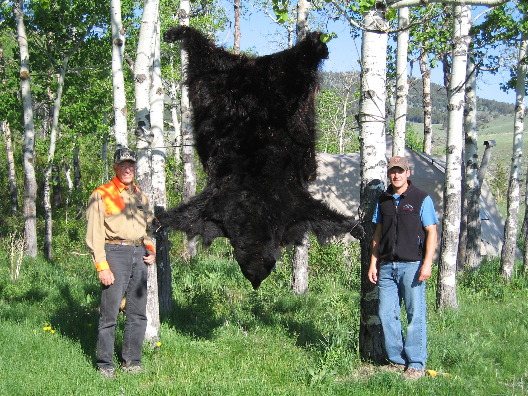 the hide of a spring bear drying between two trees.