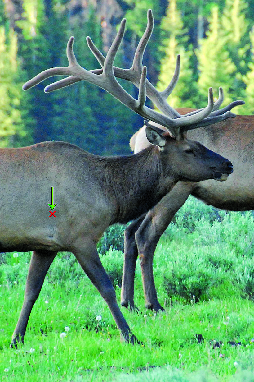 where to aim on an archery elk