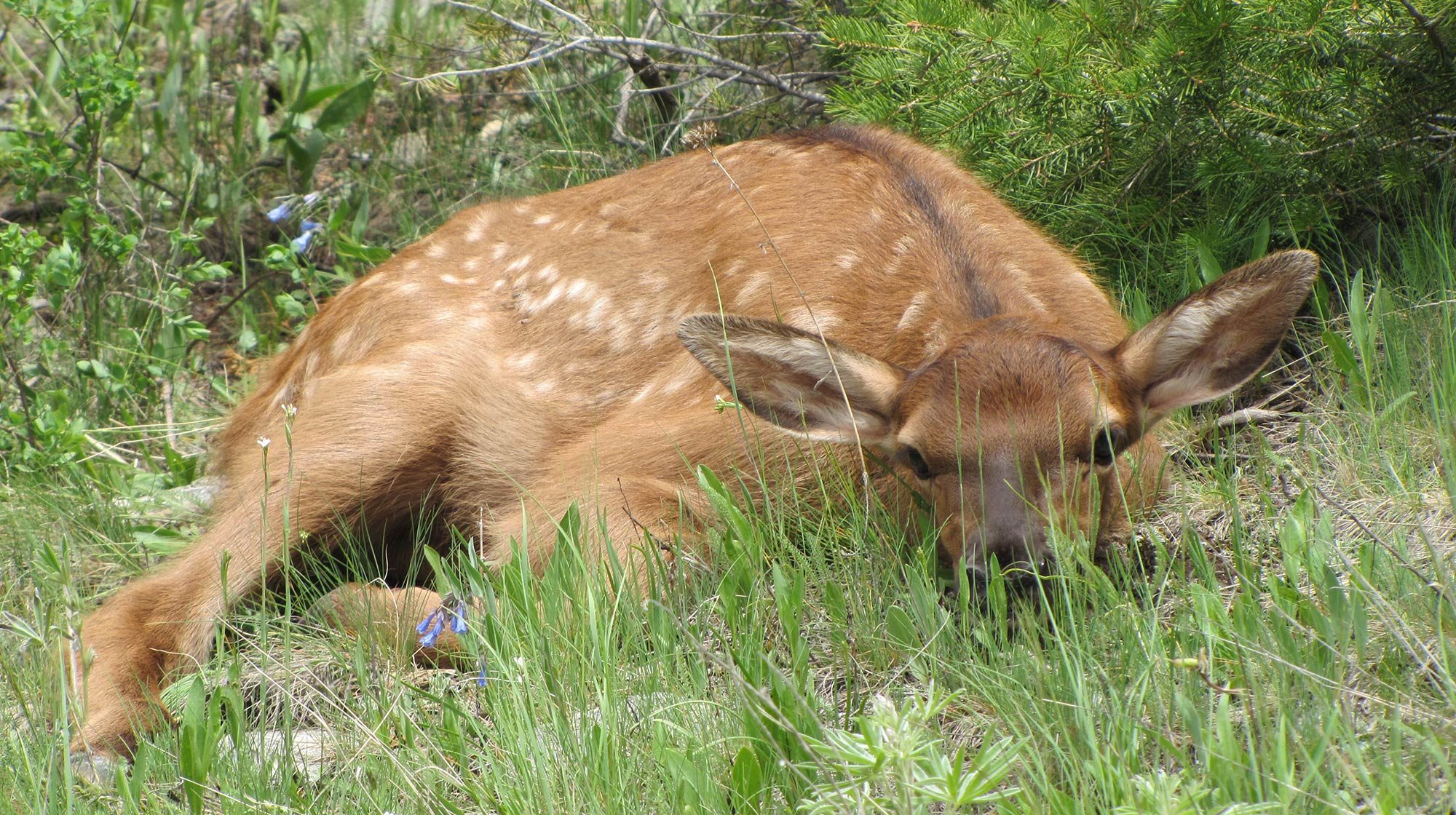 Elk calve hiding in the grass from spring bears.