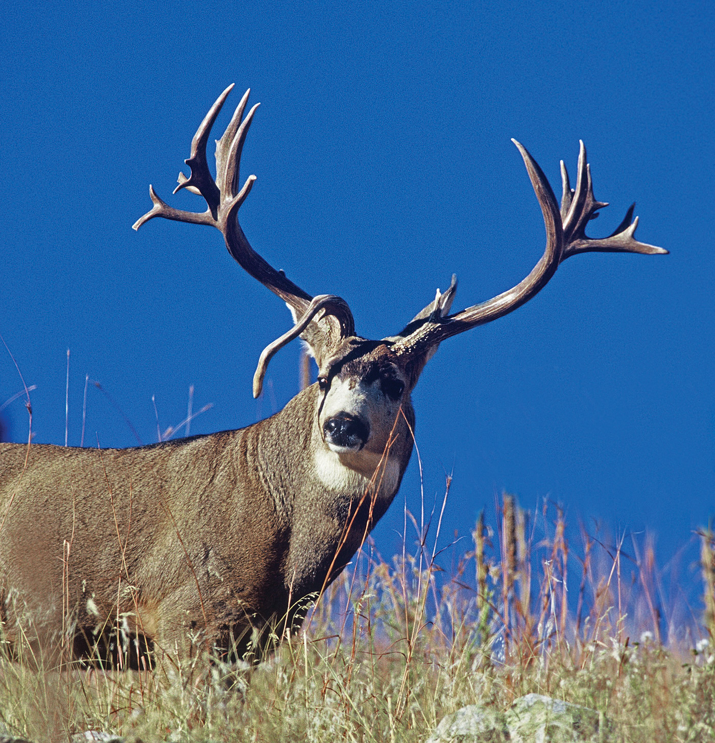 The State of Colorado's Mule Deer Western Hunter
