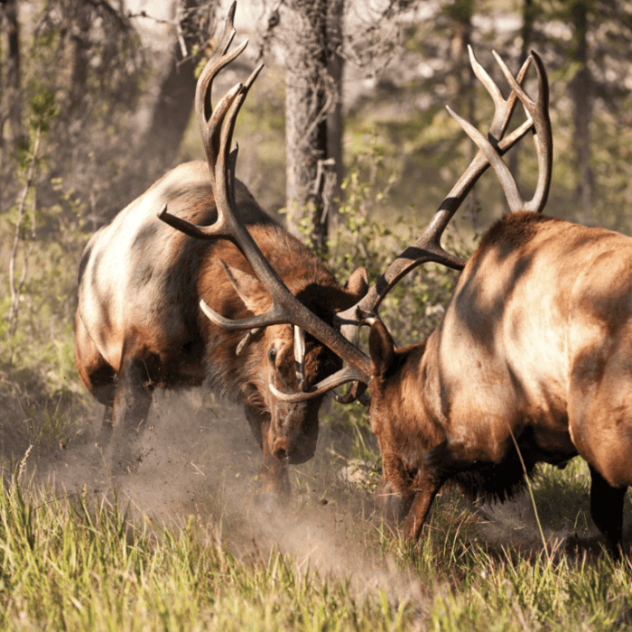 The Art of Elk War