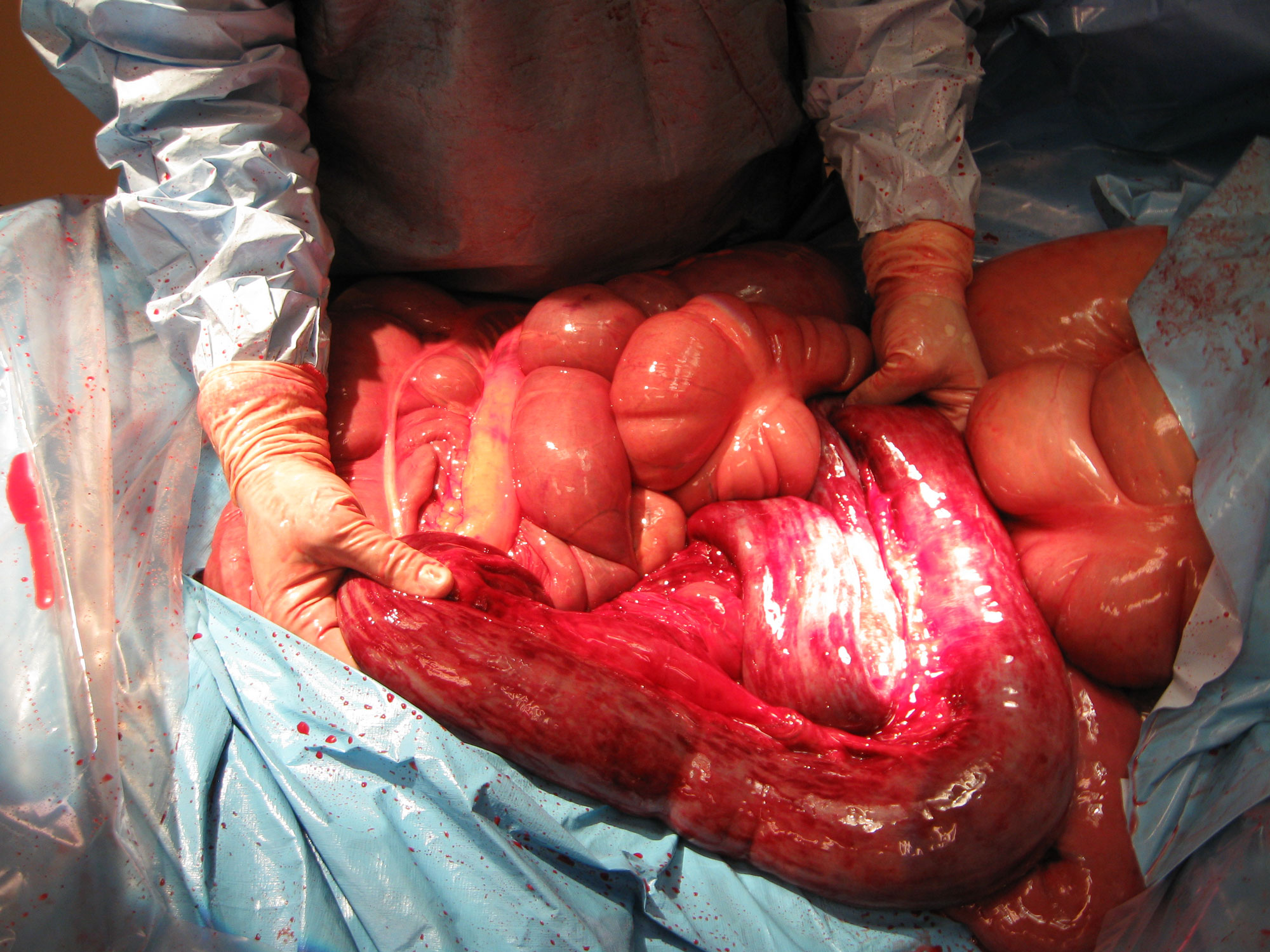 The intestine of a horse suffering from equine colic.
