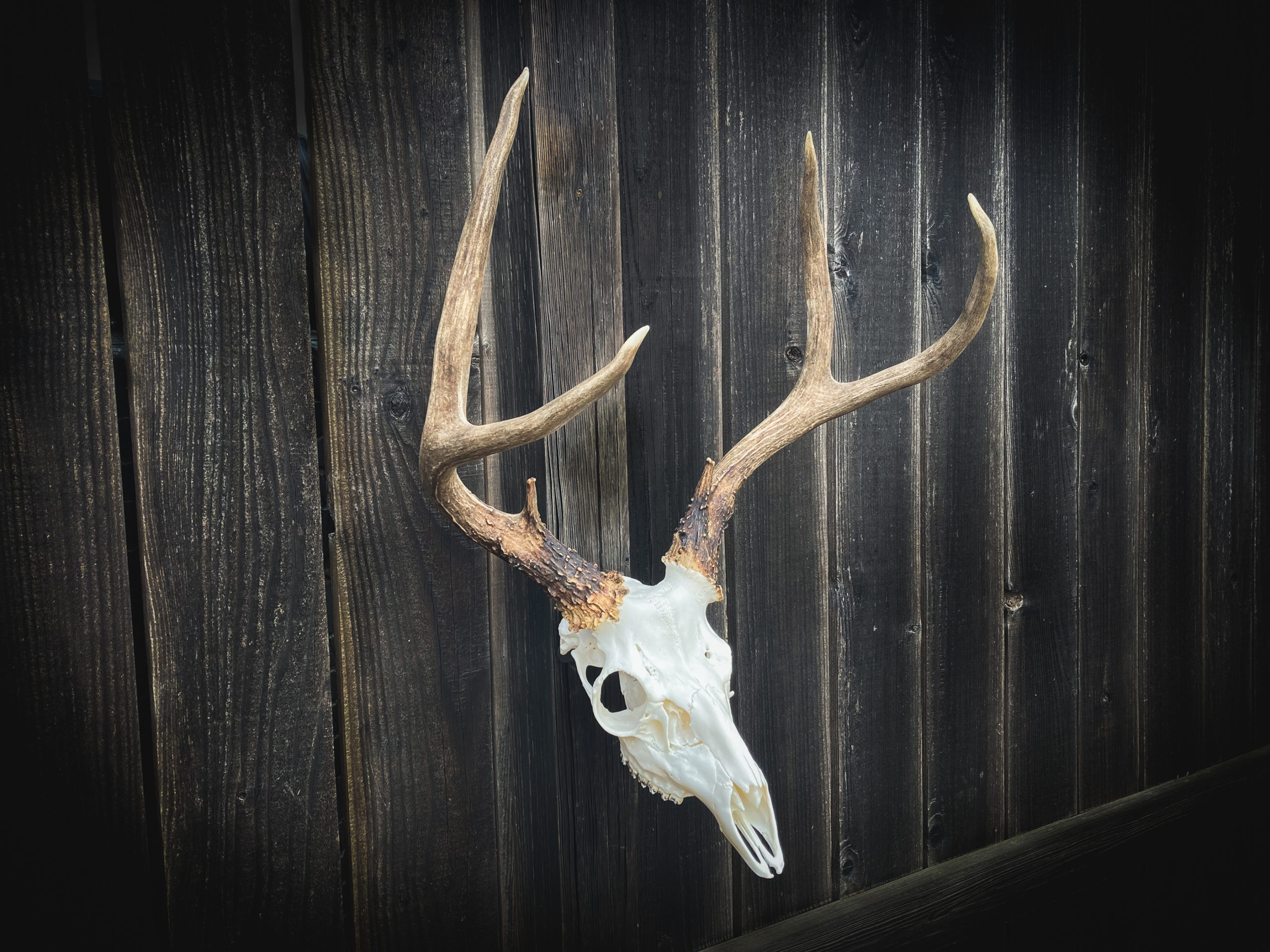 How to DIY Euro Mount Like a Pro