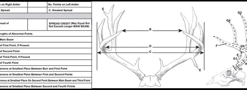 The Process of Measuring Trophies - Western Hunter