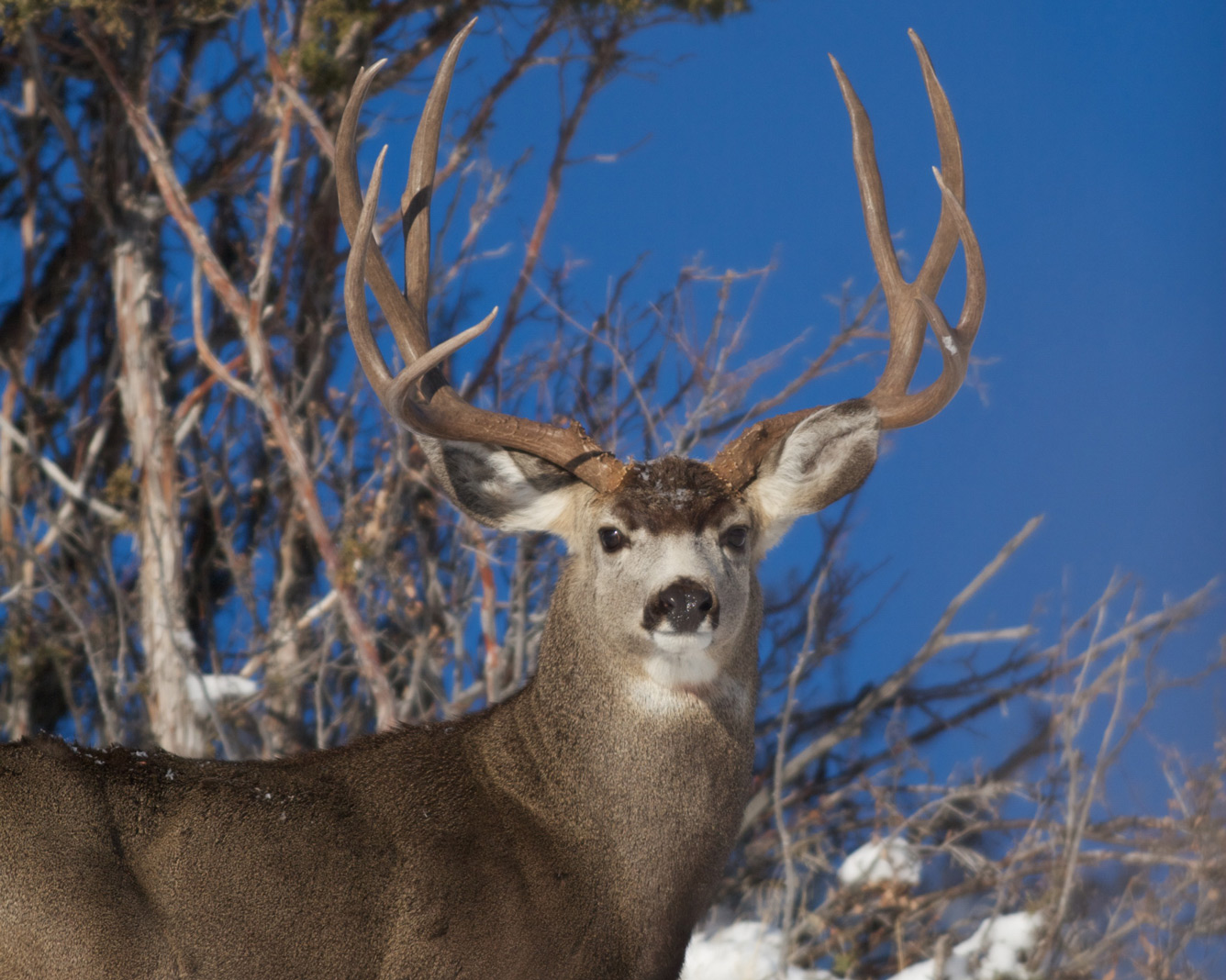 Mule Deer Scents - Just For Hunting