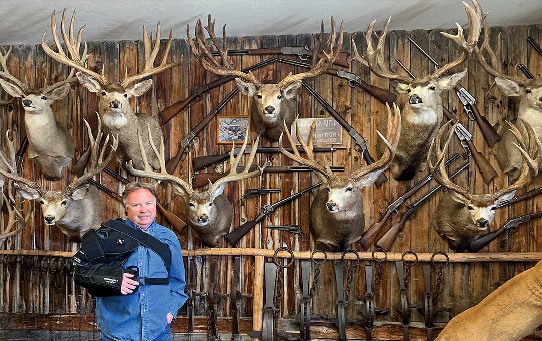 Mule Deer