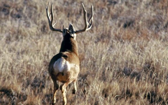 Colorado Mule Deer in 2021 - Western Hunter