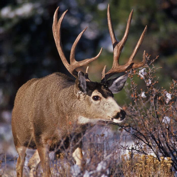 Be More Successful Mule Deer Hunting – Part 2