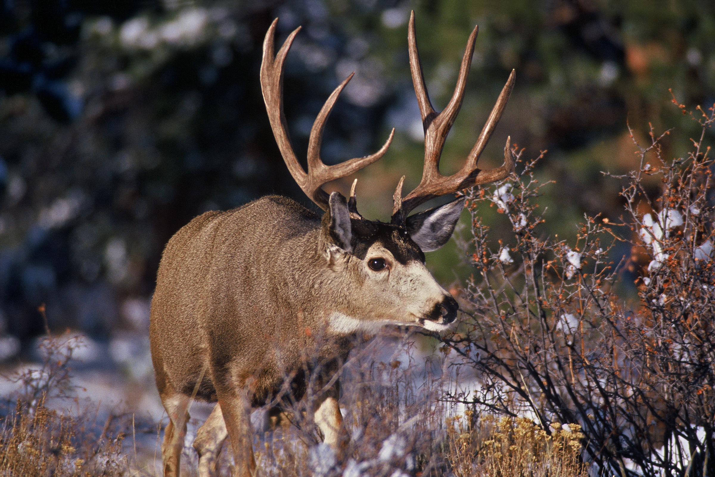 Be More Successful Mule Deer Hunting - Part 2