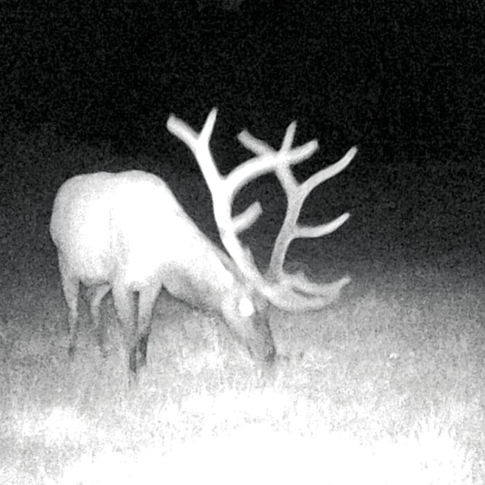 Tried and True: A Utah Elk Hunt