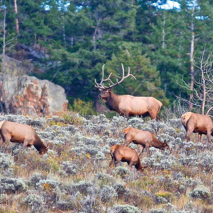 Hunt Elk Where They Go To Survive