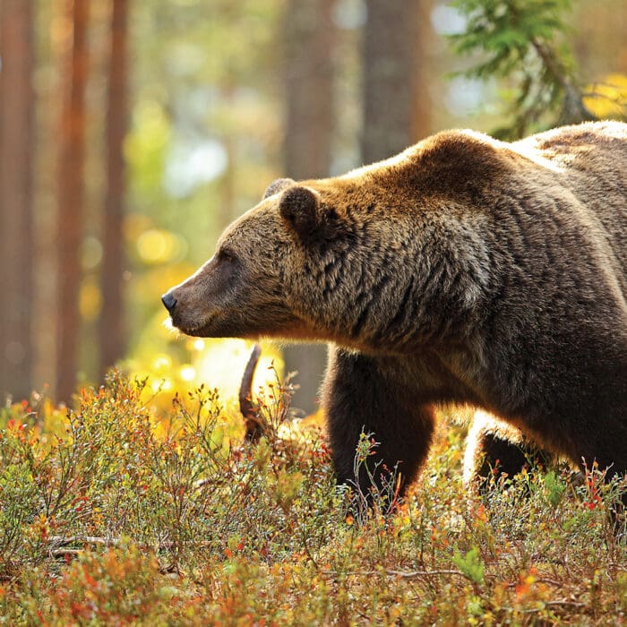 North American Super Slam – Brown Bear