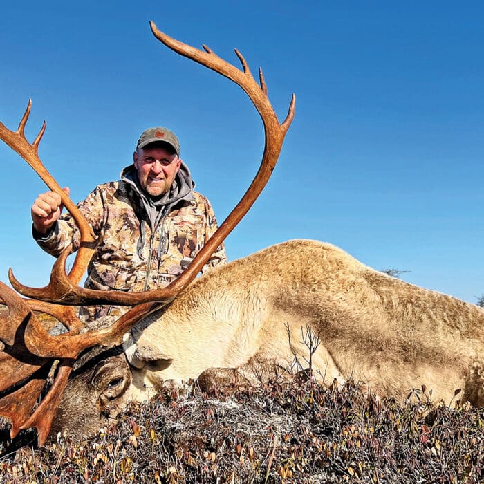 North American Super Slam – Woodland Caribou