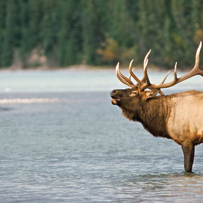 North American Super Slam: Rocky Mountain Elk