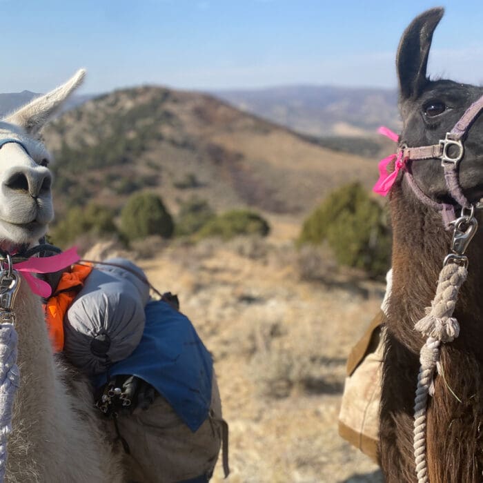 Llama Rentals: Stepping Into The Unknown