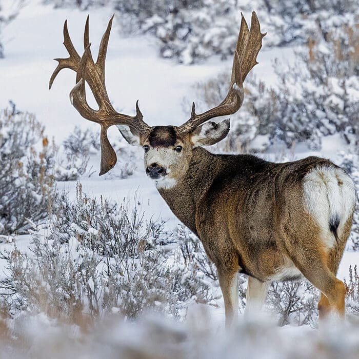 Mule Deer Hunting and Management in a Changing World