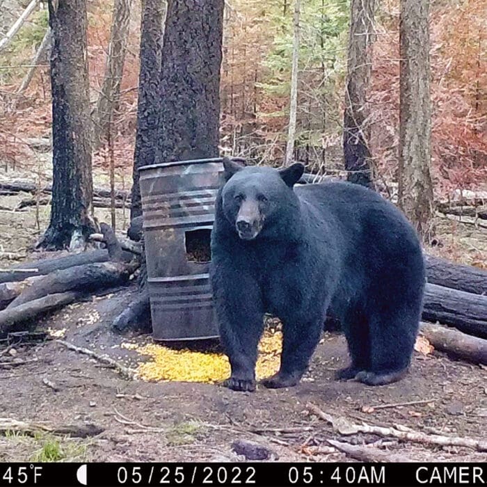 Baiting Bears: Extend your season and your skills