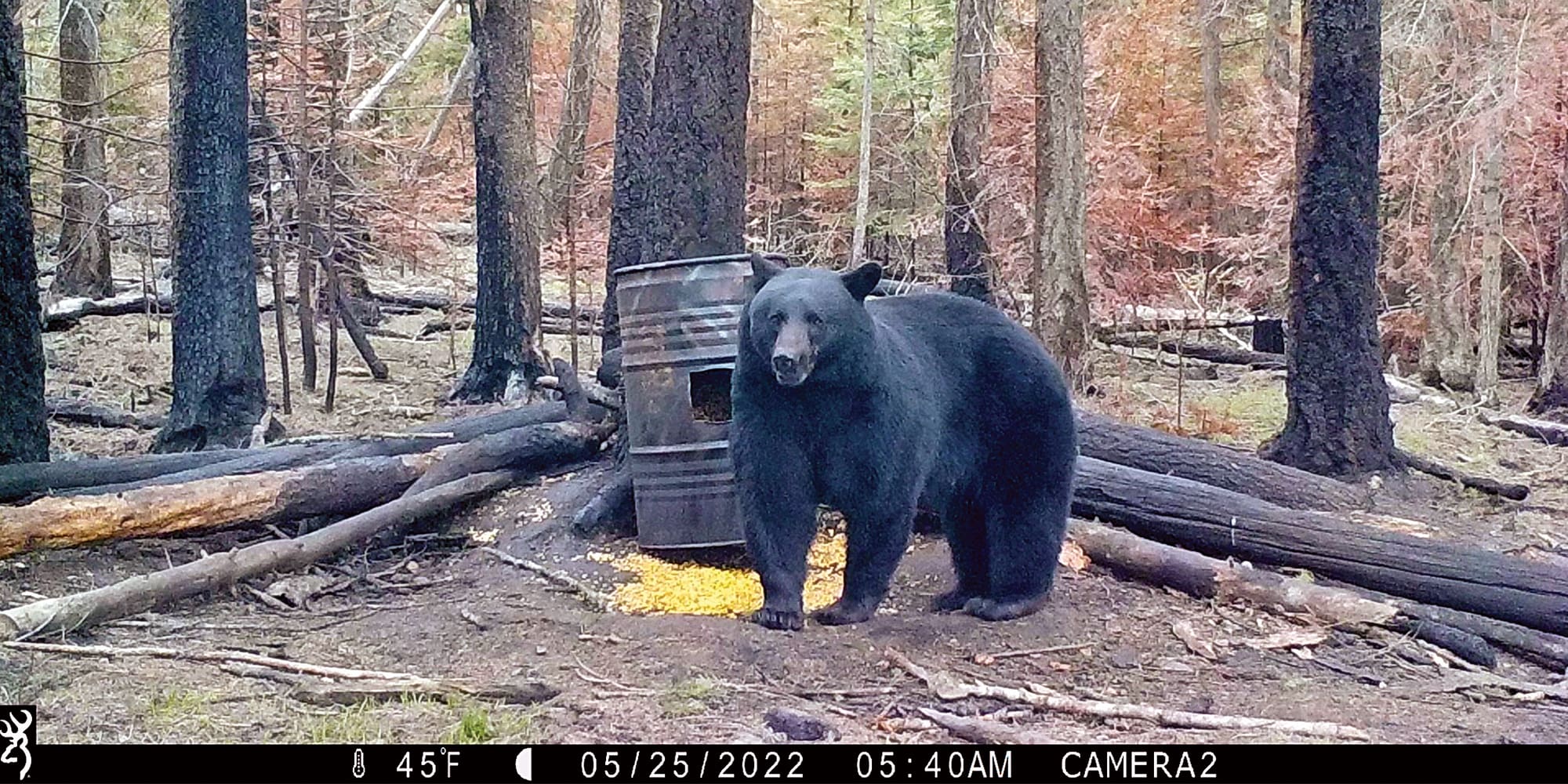 Baiting Bears: Extend your season and your skills
