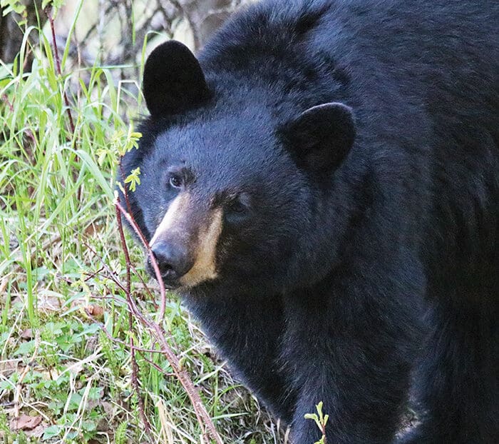 North American Super Slam: Black Bear