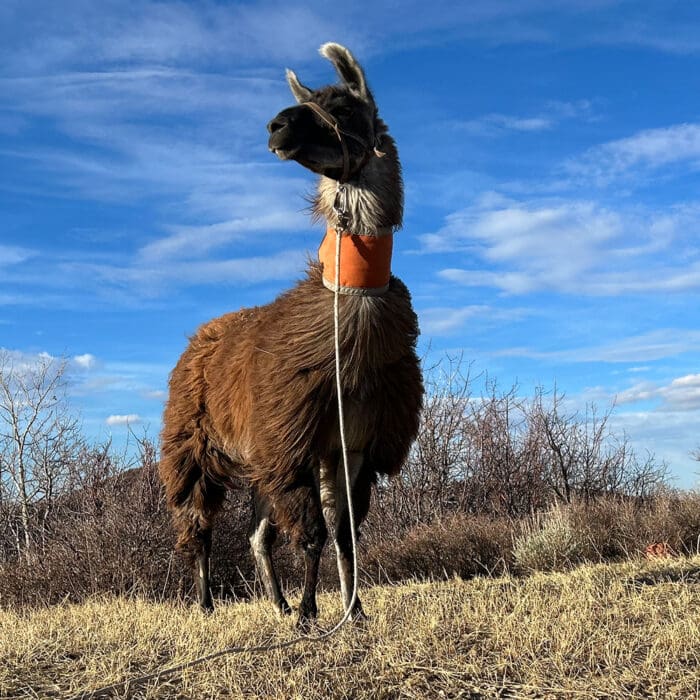 Llama Logistics: Considerations For a Foolproof Plan