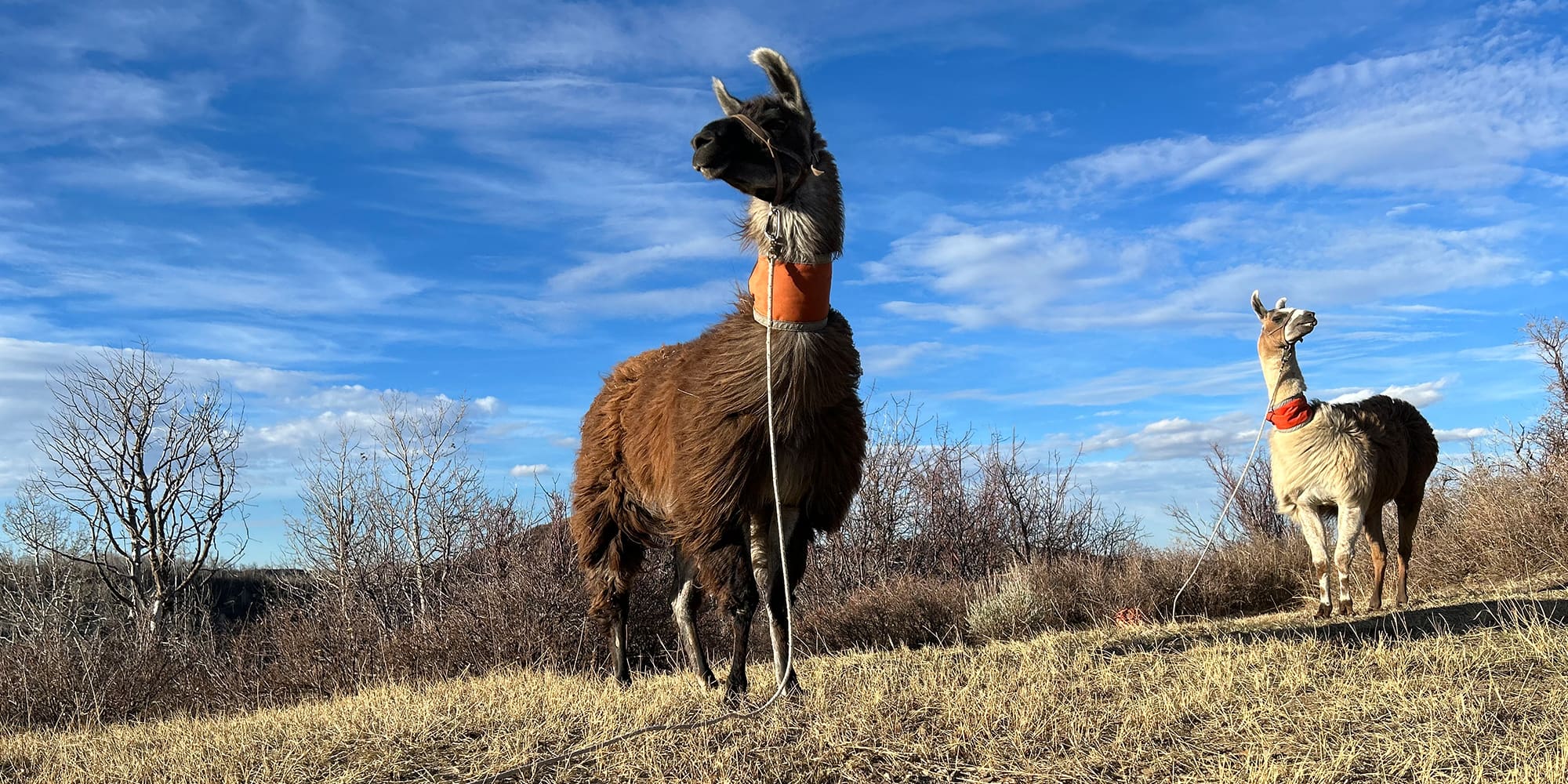 Llama Logistics: Considerations For a Foolproof Plan