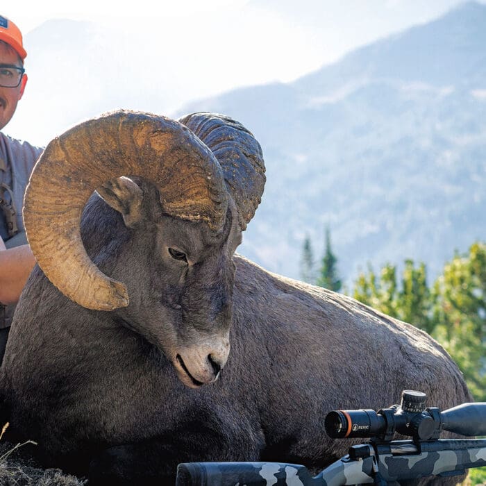 Redemption Ram – A fatal second encounter in Wyoming