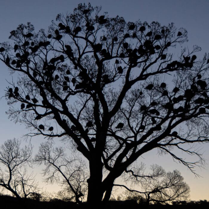 Number Five: The Final Arizona Governor’s Gould’s Hunt