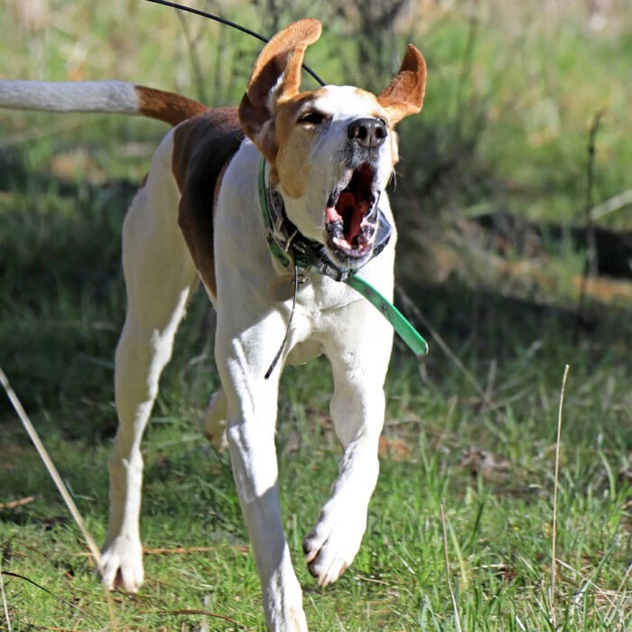 Livin’ On the Edge – Tips for Keeping Hunting Hounds Safe